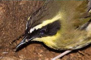 Yellow-throated Scrubwren (Sericornis citreogularis)